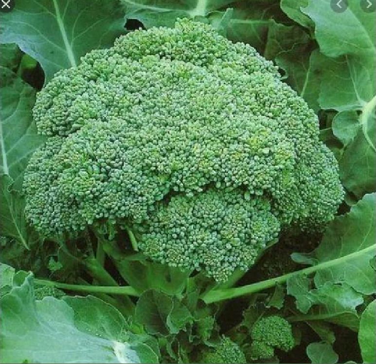 "Gói 0.2Gr- "Hạt giống Súp lơ xanh [Seeds]