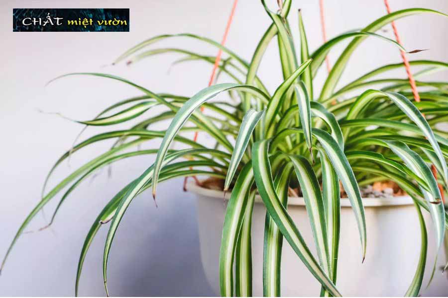 Cỏ mẫu tử giống - cỏ lan chi giống (viền xanh gân trắng)