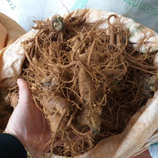 Củ Tam Thất Tươi 500gr