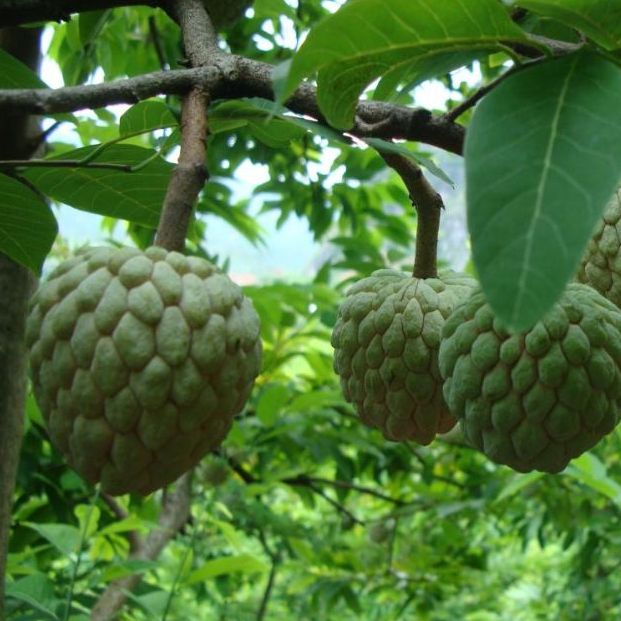 Hạt giống cây na dai ( mãng cầu ta ) Gói 10 hạt