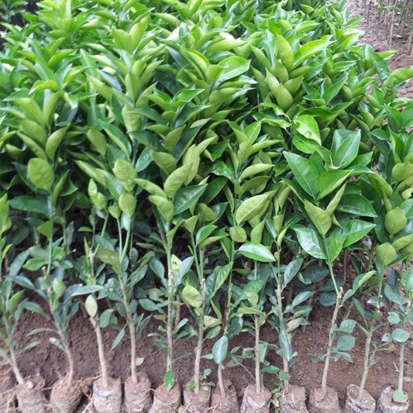 Cây giống cam sành. .