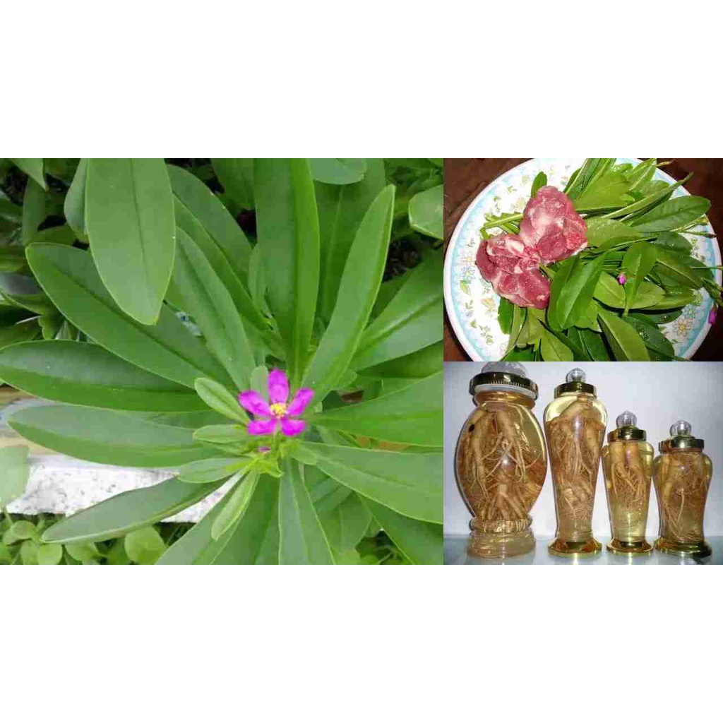 Hạt Giống Sâm Đất - (Talinum.Crassifolium,Willd) - 20 hạt