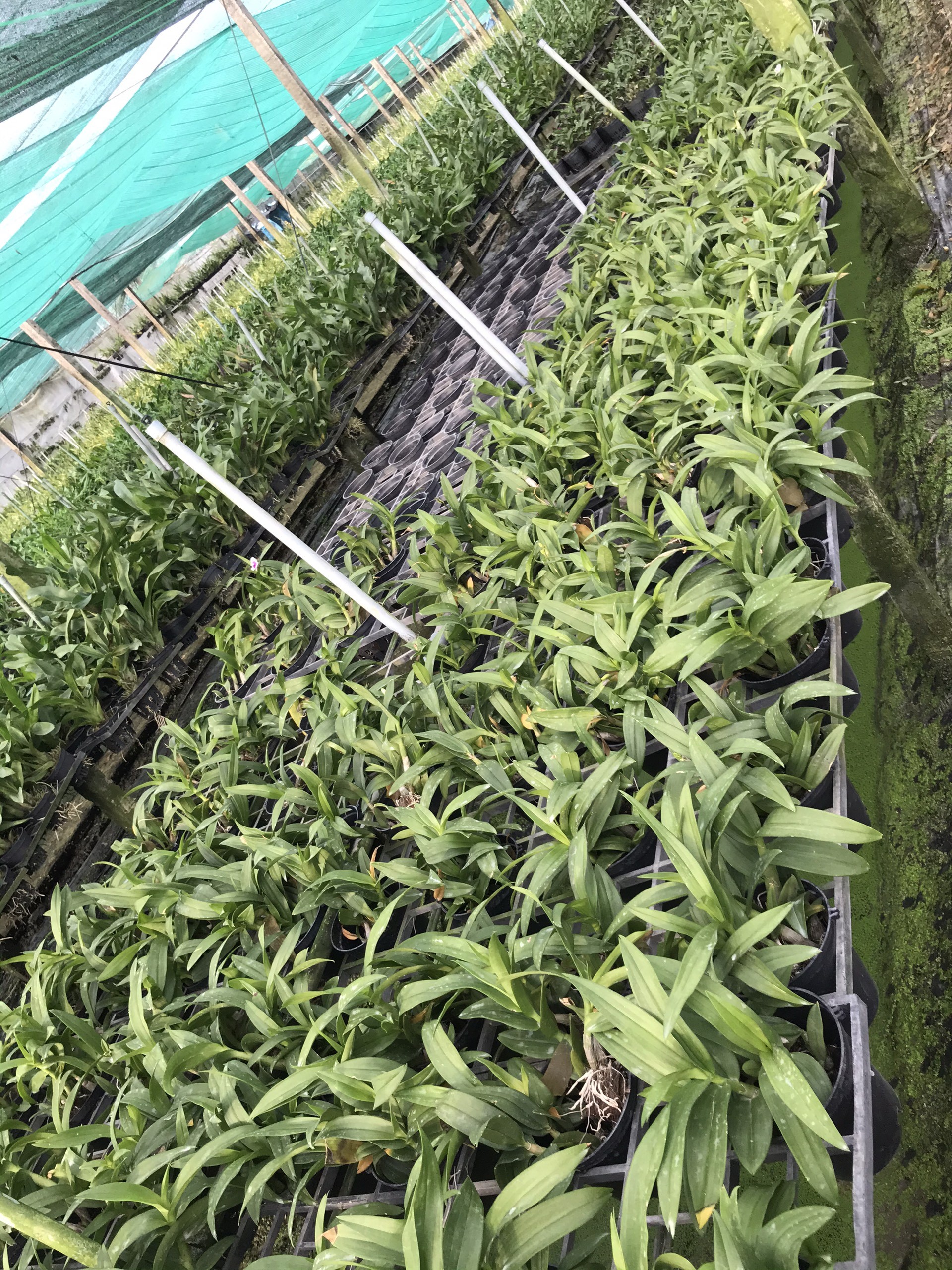 Mini Yaya cây giống