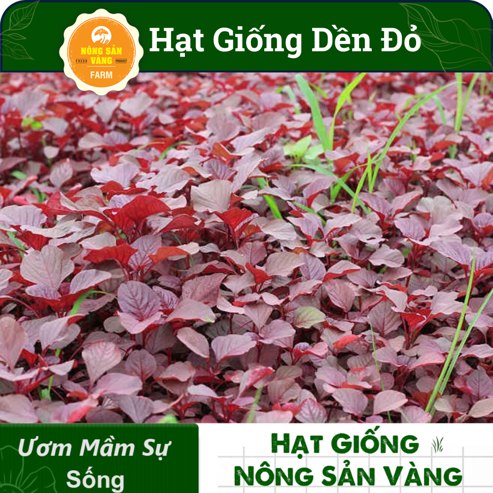 Hạt giống Rau Dền Đỏ, Tỉ Lệ Nảy Mầm Cao, Sinh Trưởng Và Phát Triển Khỏe, Năng Suất Cao (Gói 20 Gram) - Nông Sản Vàng