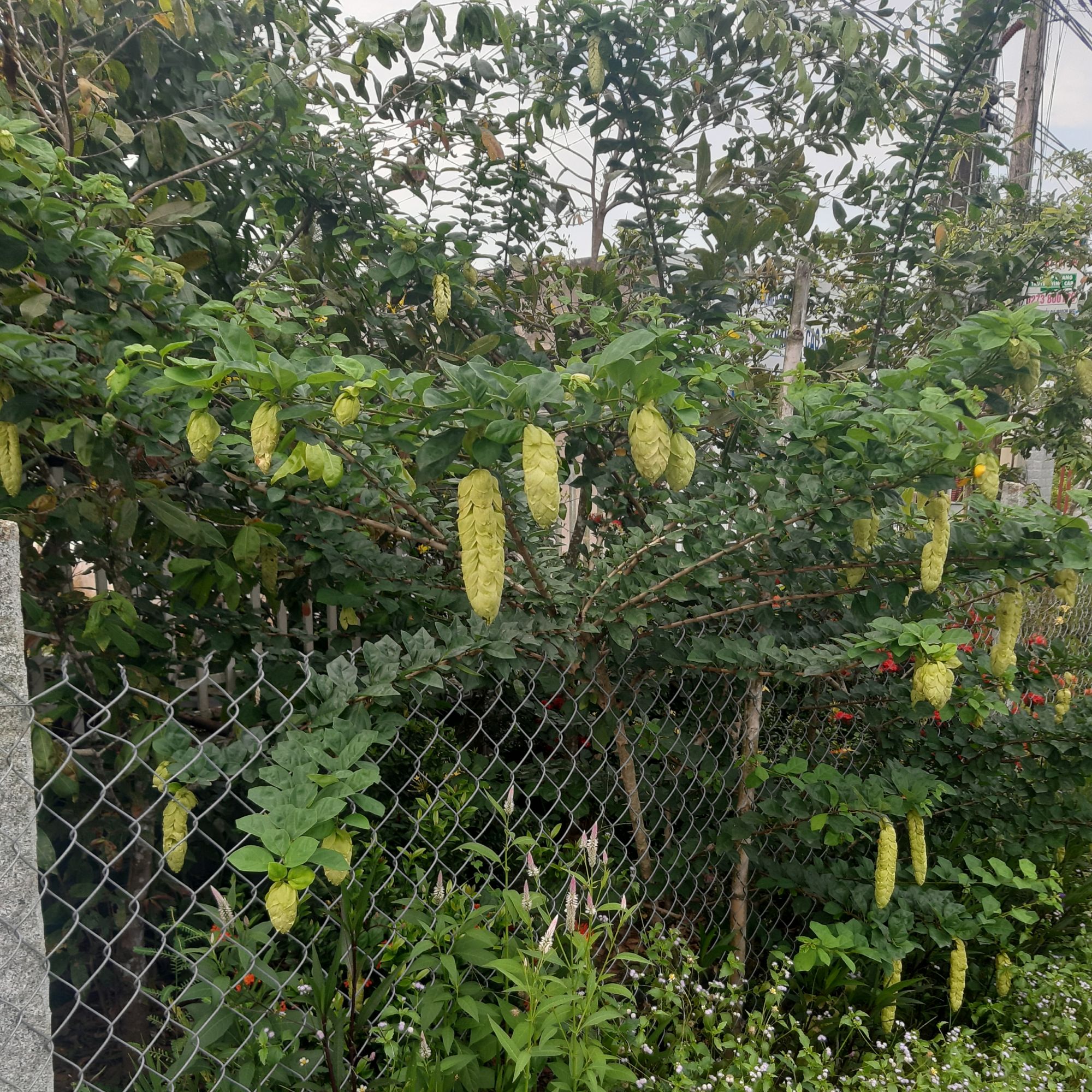 cây huyền trân công chúa 1 cây