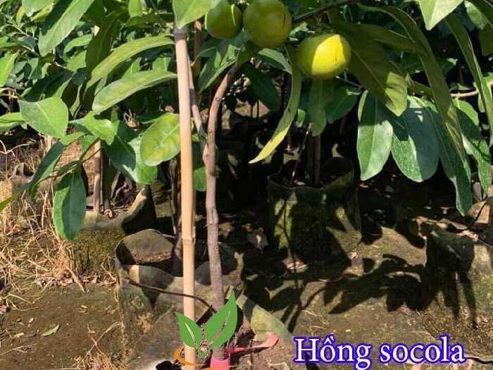 CÂY HỒNG SOCOLA + Tặng 2 Cây Quế Giống