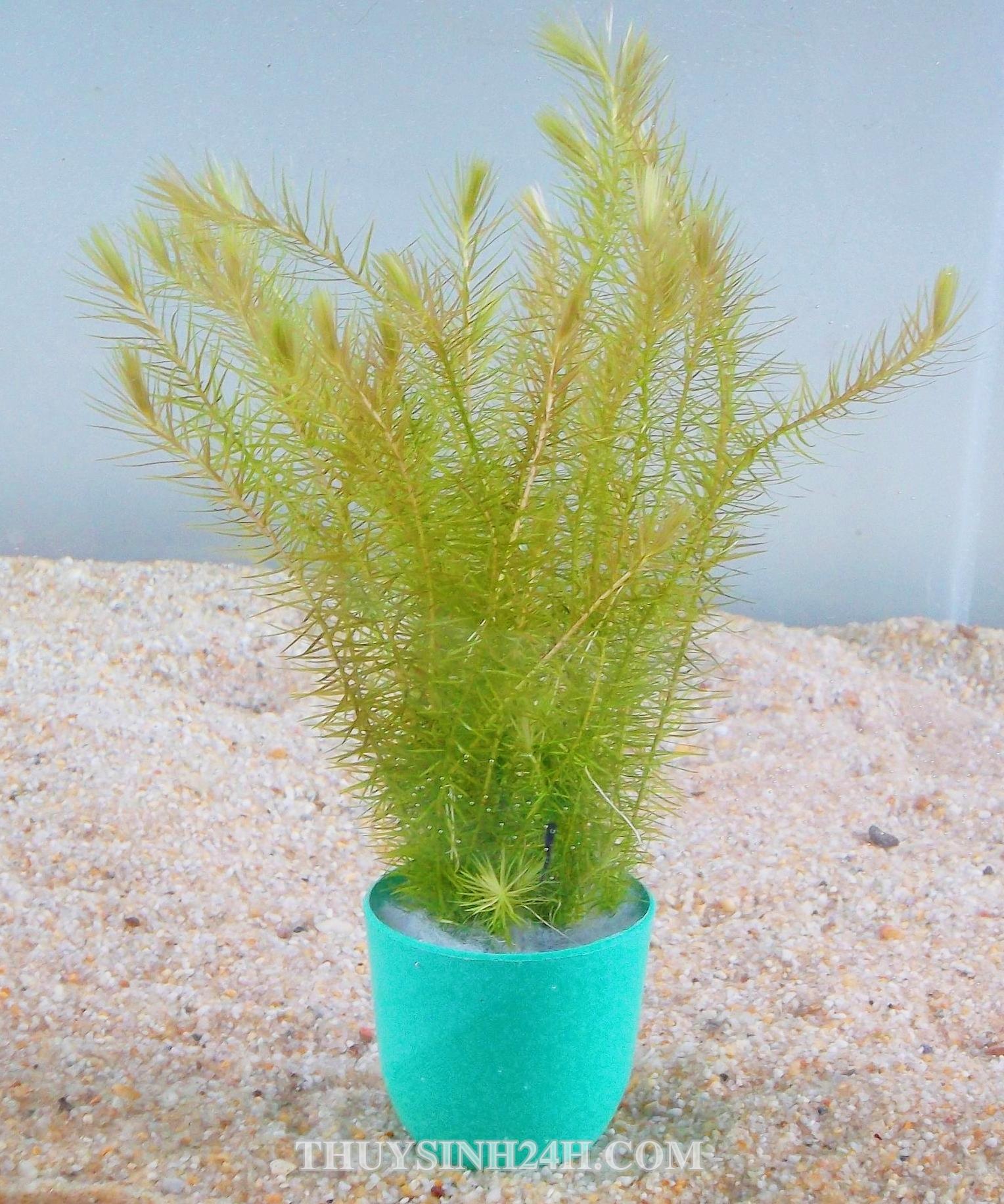 CỎ ĐẦU BẠC - BẠC ĐẦU BÔNG (25 nhánh)