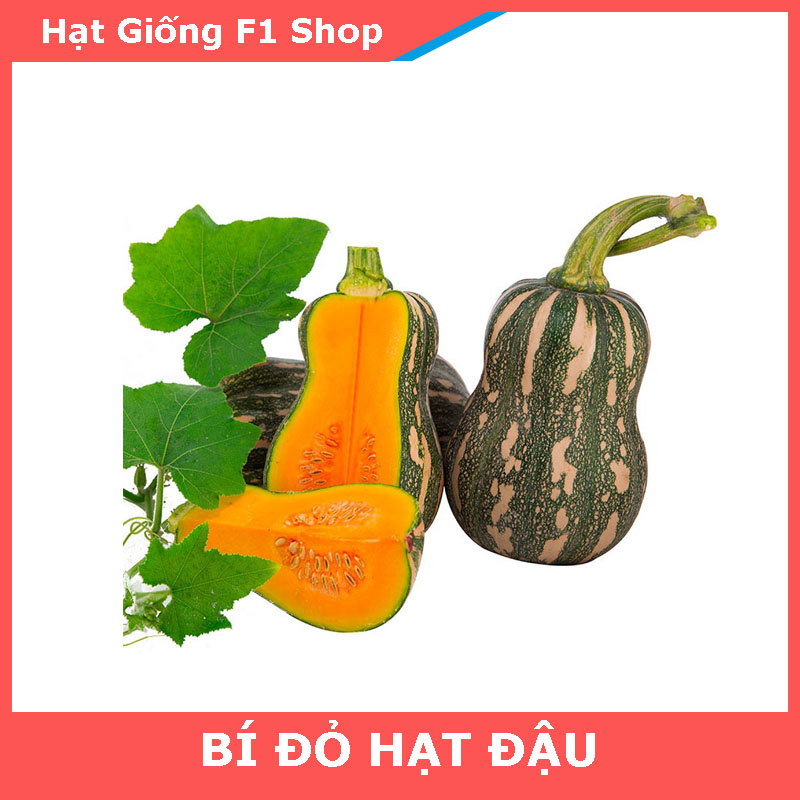 Hạt Giống Bí Đỏ Hạt Đậu (Bí Đỏ Hồ Lô) Lai F1