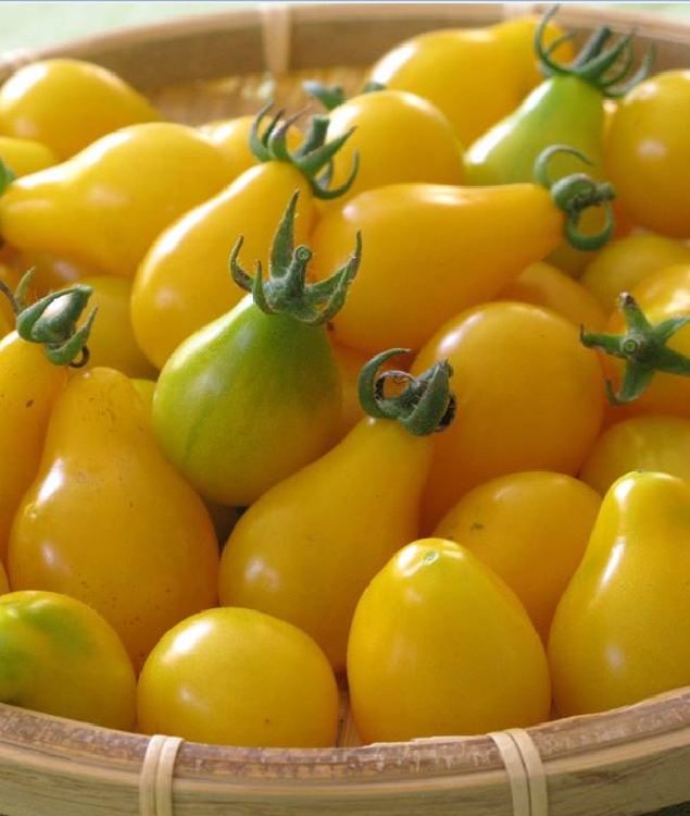 Hạt giống cà chua quả trái lê vàng - 1 gói 30 hạt