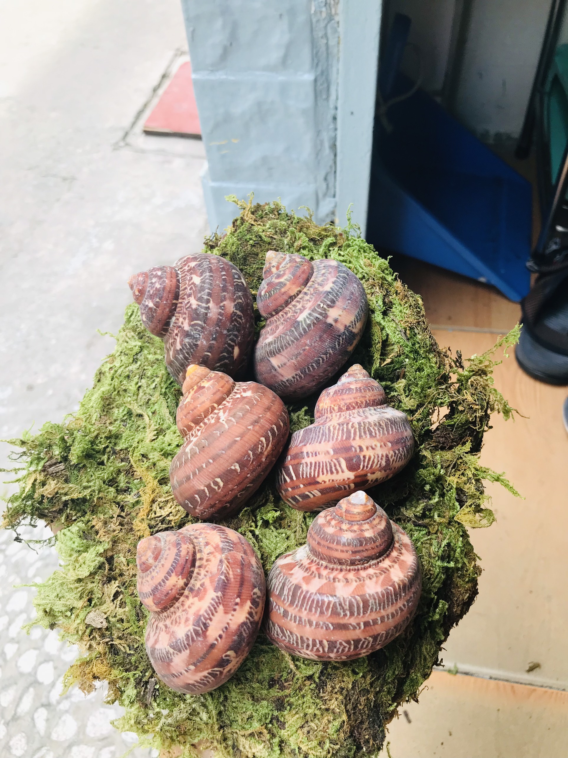 Vỏ ốc Xà Cừ Đỏ (trang trí bể cá)