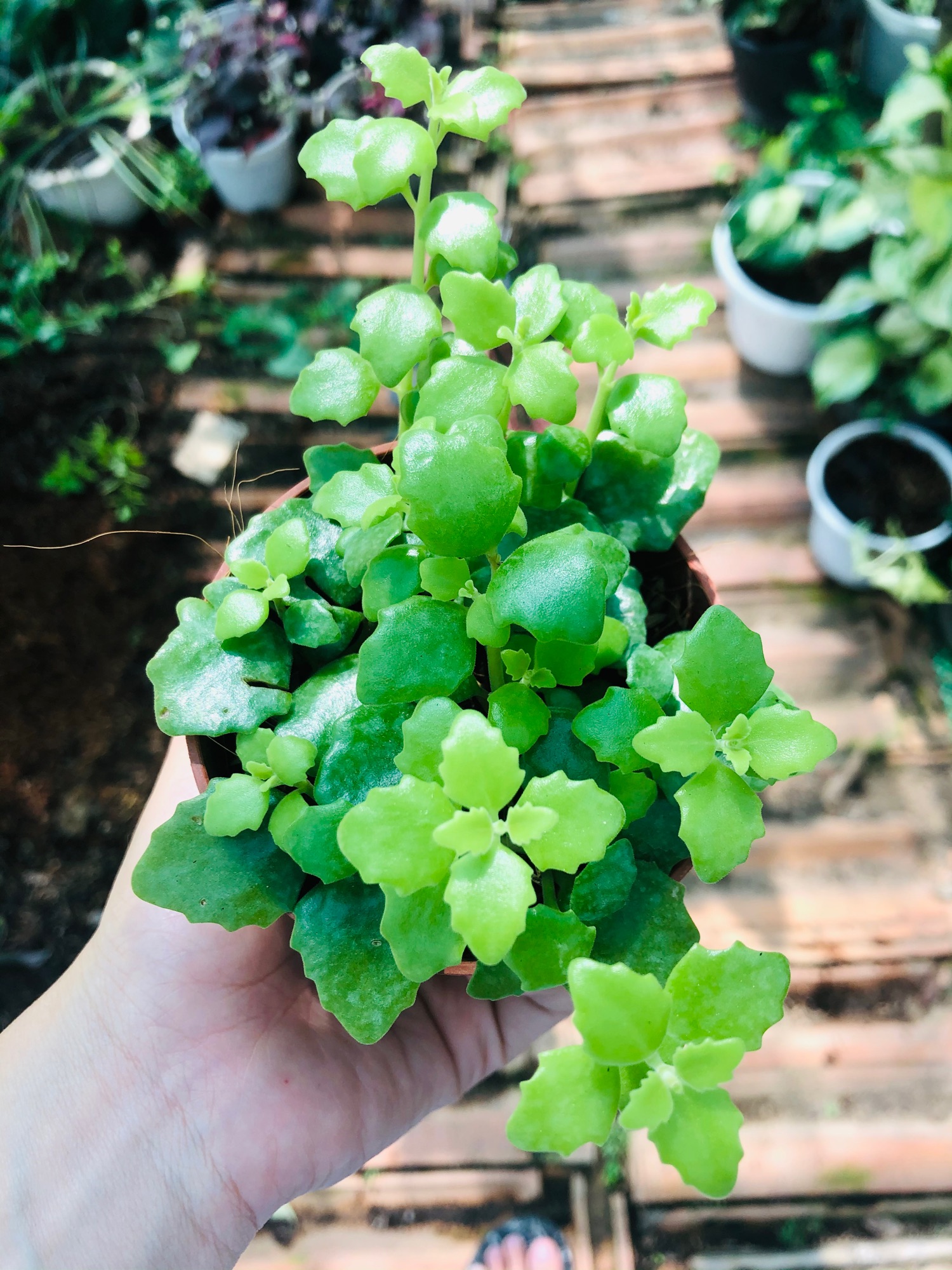 Cây Vẩy Rồng