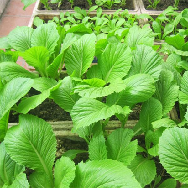 Hạt Giống Cải Canh Mơ cao sản gói 20gram