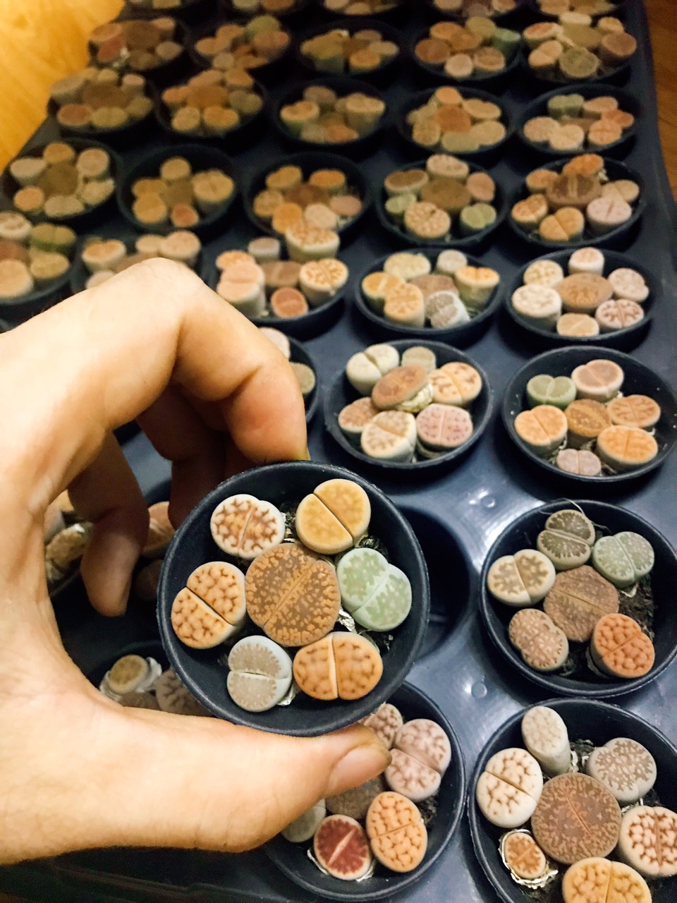 Combo 7 đến 10 cây sen đá mông , sen đá thạch lan , Lithops