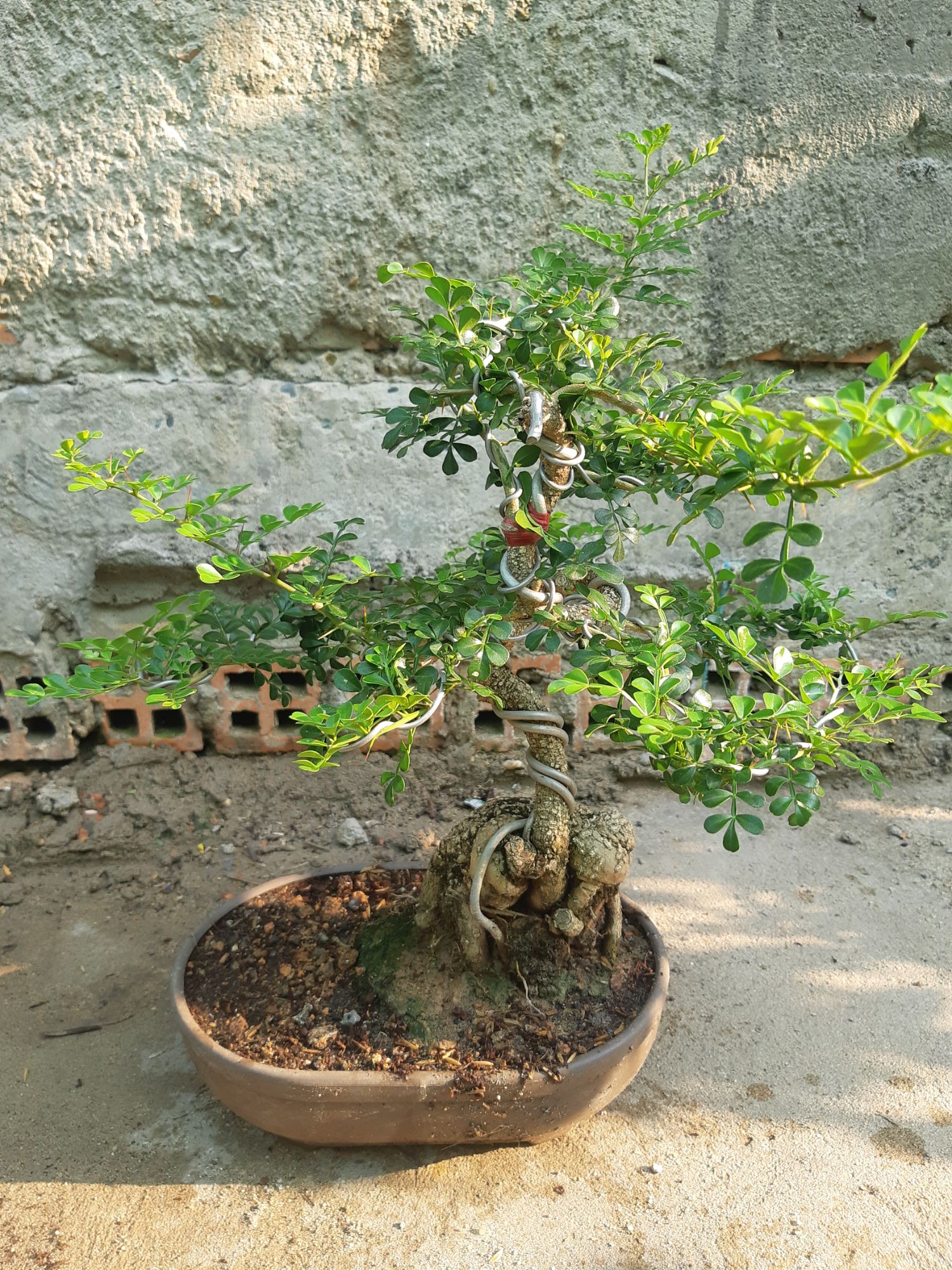 cần thăng bonsai
