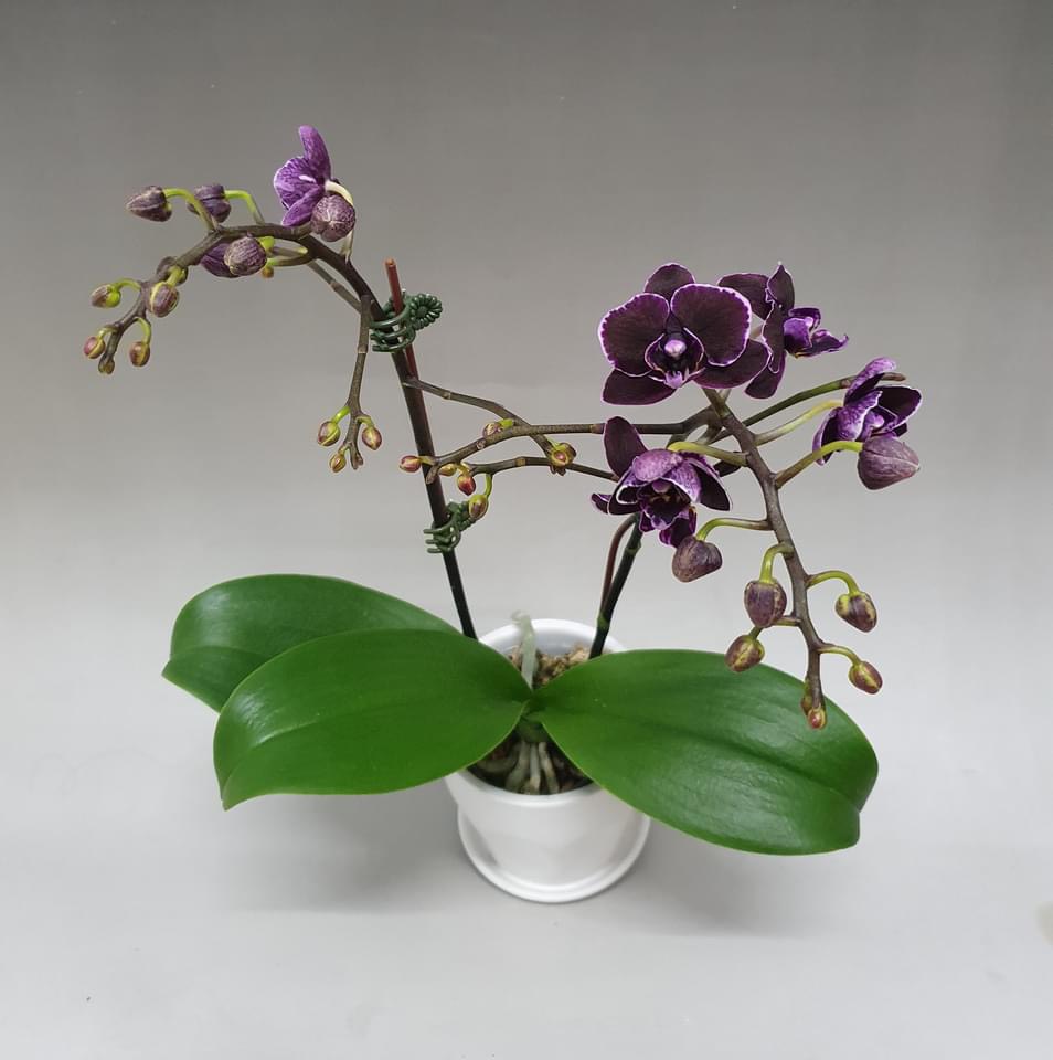 Hồ điệp cây trưởng thành sắp hoa