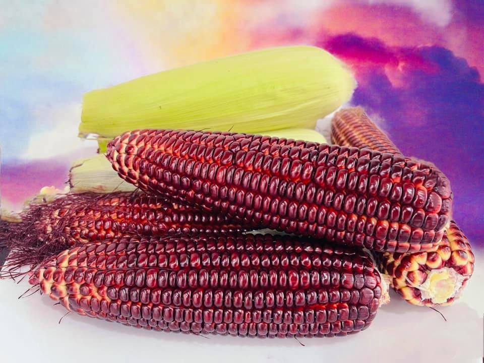 "Gói 50 Hạt " Hạt giống bắp nữ hoàng đỏ