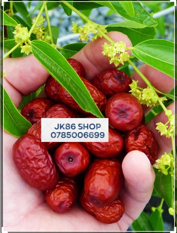 500GR TÁO ĐỎ TÂN CƯƠNG SẤY KHÔ