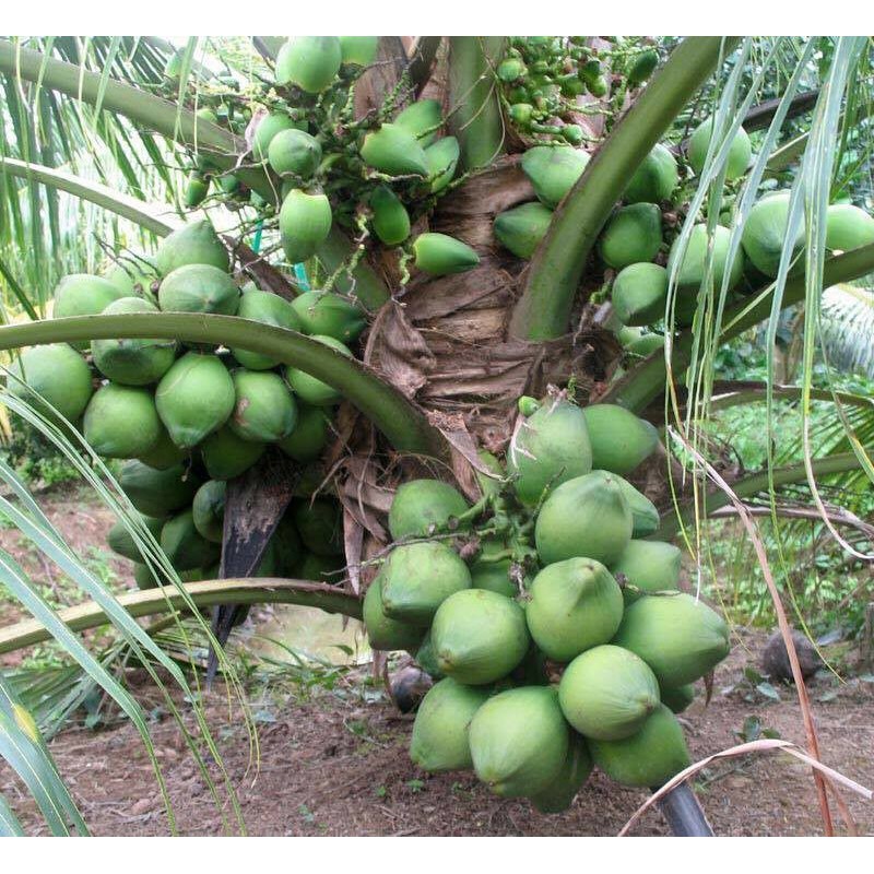 CÂY GIỐNG DỪA XIÊM XANH LÙN (cây giống siêu sớm có bảo hành )