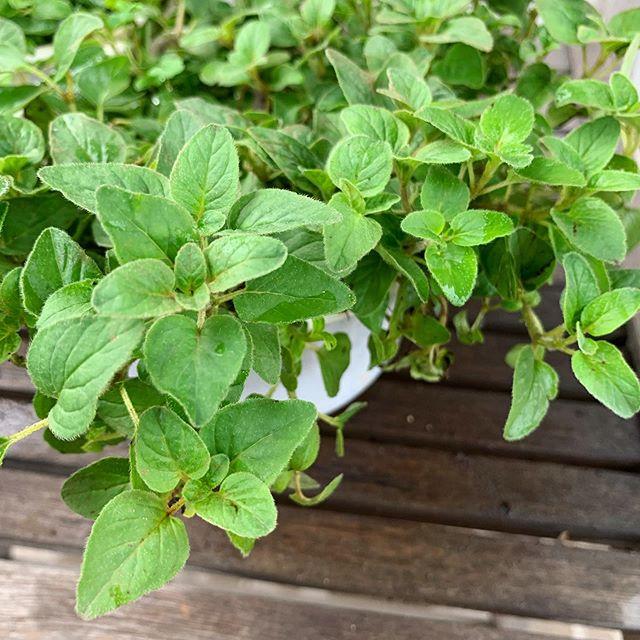 Kinh Giới Cay (Oregano) - Chậu Rau