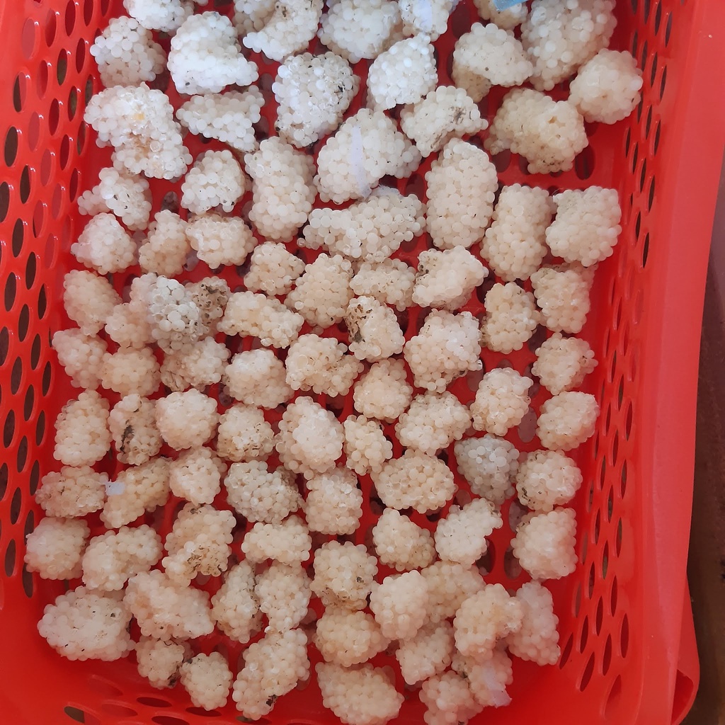 ỐC BƯƠU ĐEN
