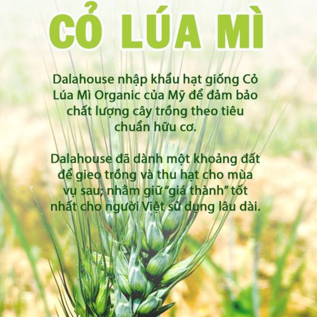 Bột Cỏ Lúa Mì Nguyên Chất Sấy Lạnh Dalahouse 60g (20 gói * 3g)
