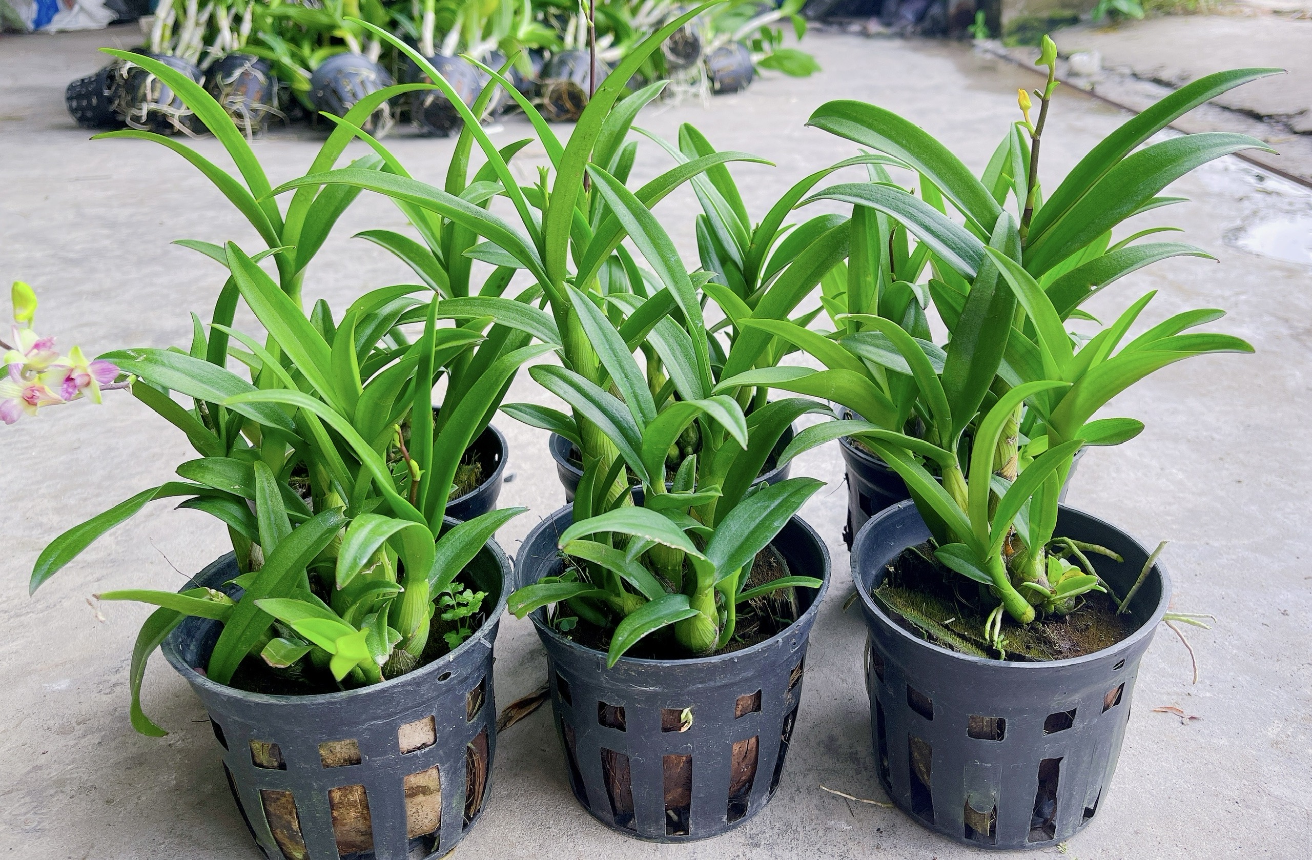 HOA LAN  DENRO MINI - MẶT HOA NHỎ