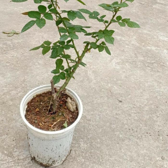 [FREESHIP - Xả Khô Máu] Cây hoa hồng julio - cây có bầu đất khỏe mạnh