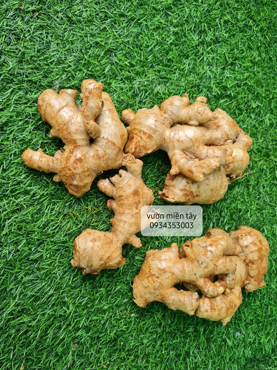 Gừng tươi ở Quê
