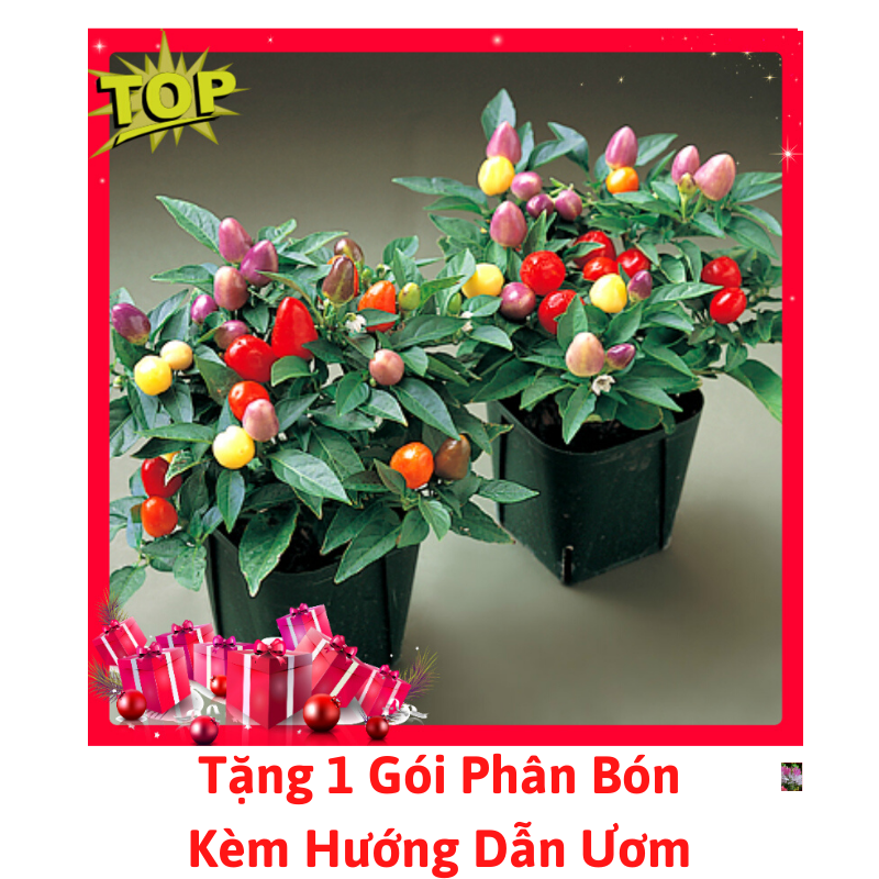 Gói Hạt Giống Ớt Ngũ Sắc