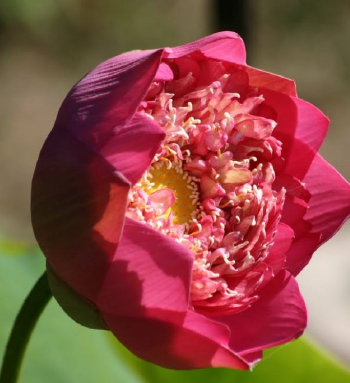 Hạt giống sen bạch diệp hoa màu đỏ ( gói 5 hạt )