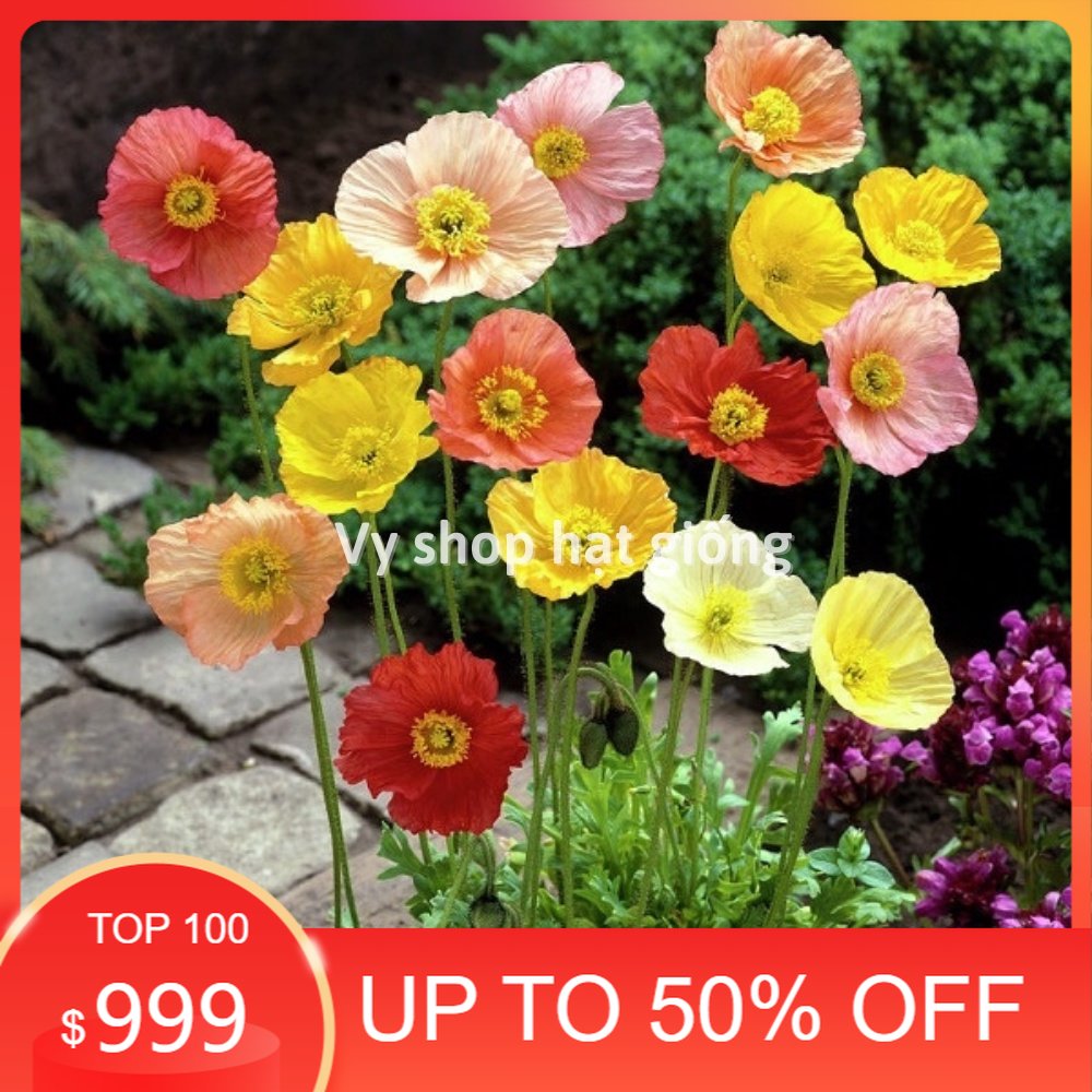 Hạt giống hoa kim anh - poppy gói 200 hạt mix màu