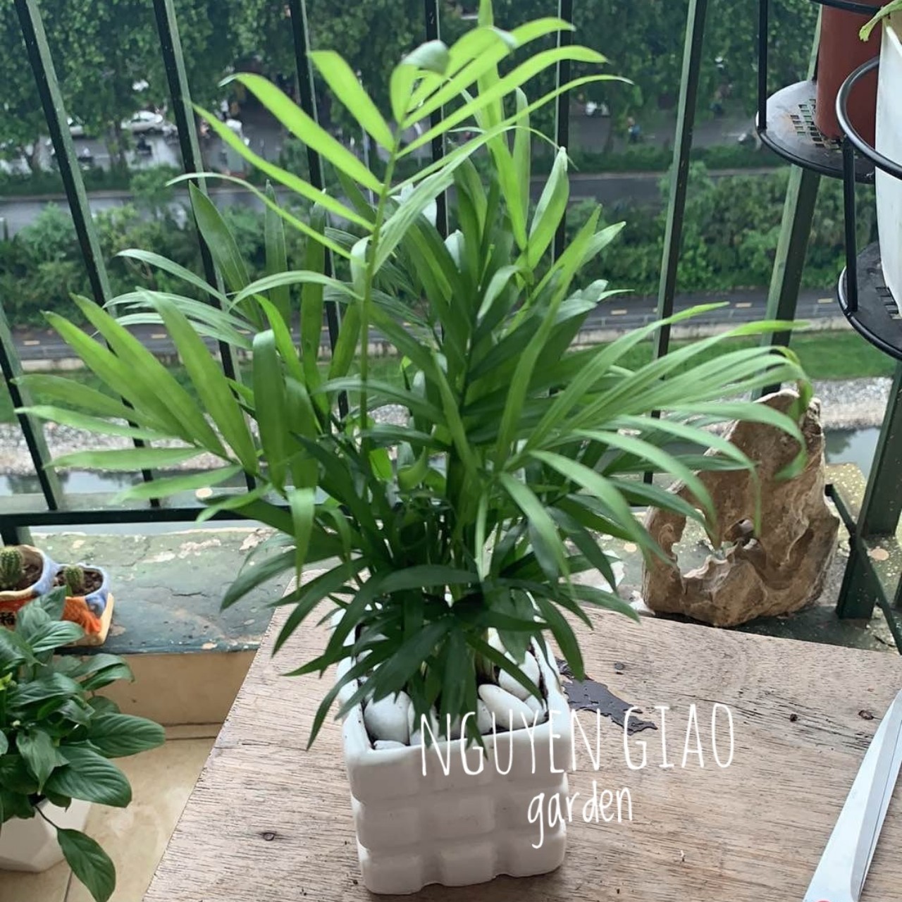 Cây cau tiểu trâm chậu sứ đk 7cm