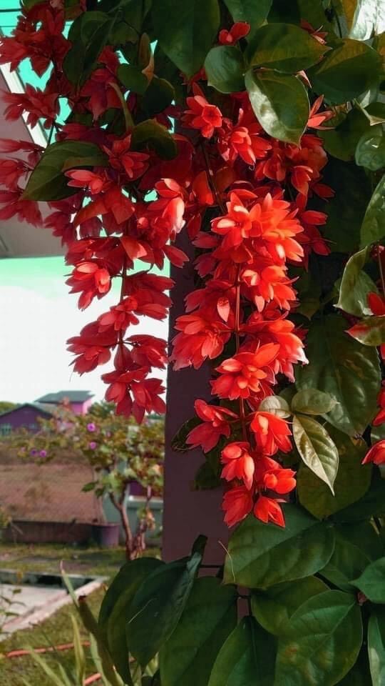 Cây giống hoa lan hoàng dương