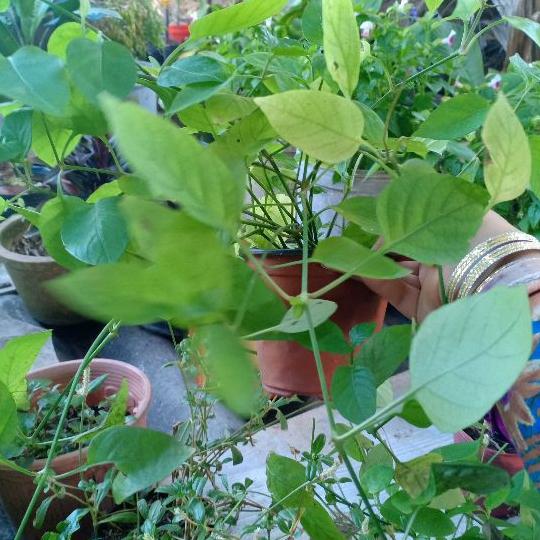cây giống rau ngót Nhật