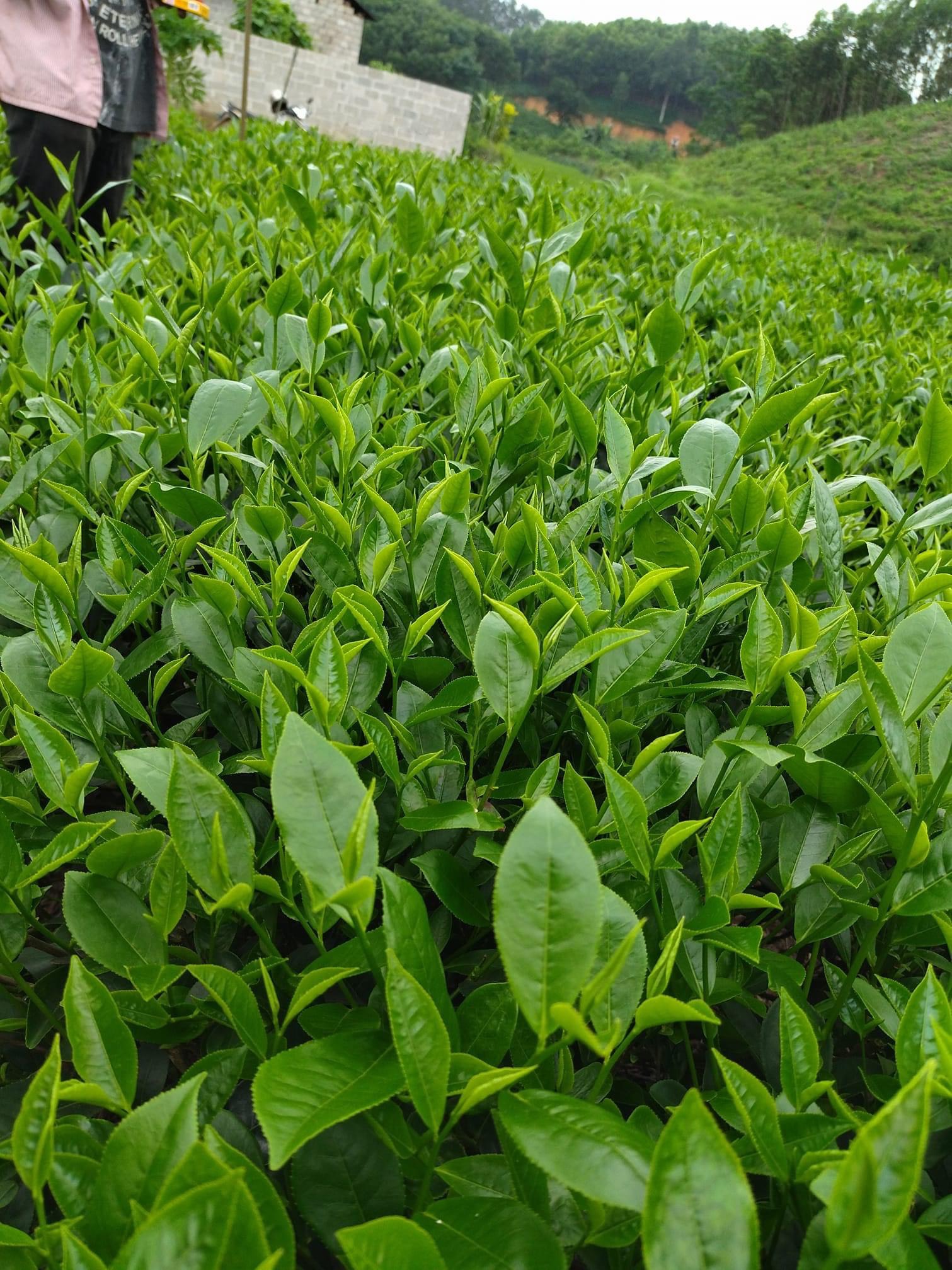 CHÈ THÁI NGUYÊN TƯ QUÝ (loại chè xanh gói 500g)