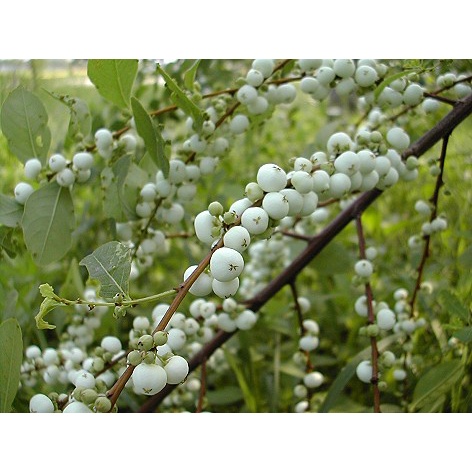 Cây phèn đen giống - cây thảo dược cực quý, làm cảnh cực đẹp