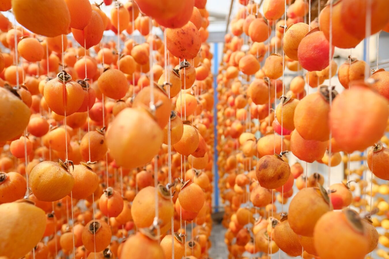 1 KG Hồng Treo Gió Đà Lạt