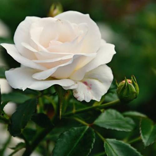 Hạt Giống Hoa Hồng Bạch Giống. Túi 10 Hạt Chất Lượng Cao.