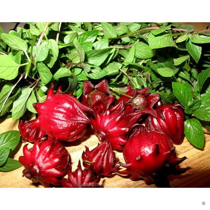HẠT GIỐNG CÂY GIẤM, HOA ATISO ĐỎ - GÓI 2 GRAM