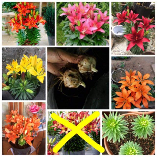 Combo 5 củ hoa ly lùn đỏ siêu đẹp