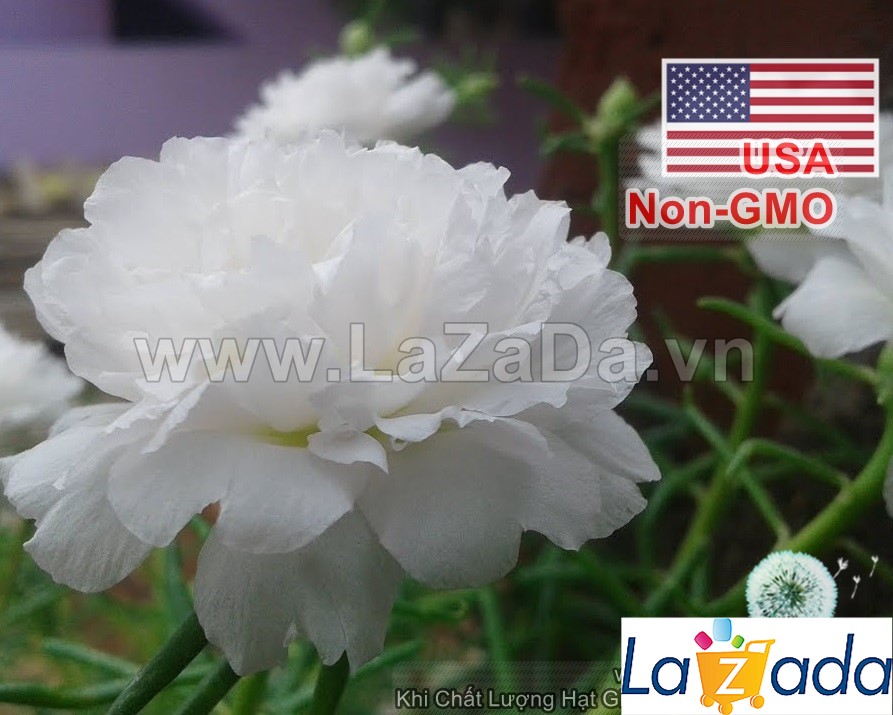 500.HẠT Hạt Giống Hoa Mười Giờ Mỹ Kép Trắng (| -KD: B9*V23)