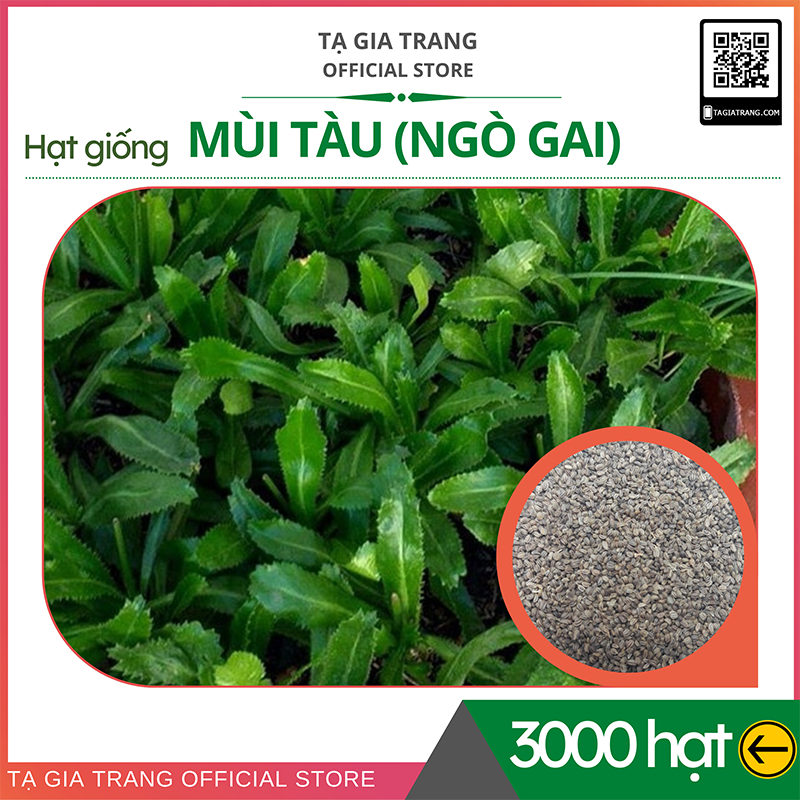 Hạt giống rau mùi tàu - Shop hạt giống Tạ Gia Trang