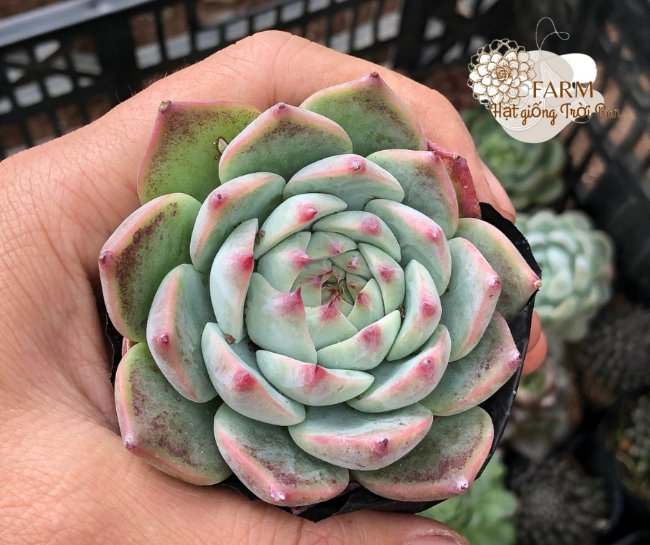 SEN ĐÁ BÁNH BAO LỬA ( HÀNG VIP)🥰🥰🥰🥰 SIZE 7-9 CM🥰🥰XUẤT VƯỜN ĐÀ LẠT 😍 ĐÃ THUẦN KHÍ HẬU 🤑 SỐ LƯỢNG CÓ HẠN 🤫🥰