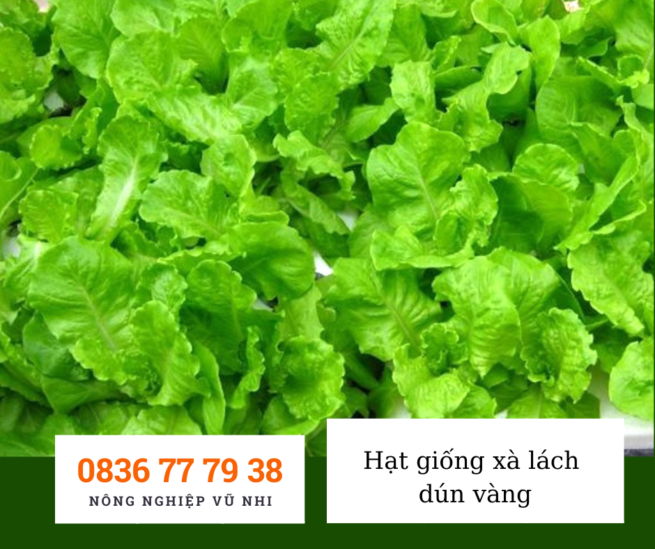Hạt giống xà lách dún vàng 10gr ( 2500 Hạt)
