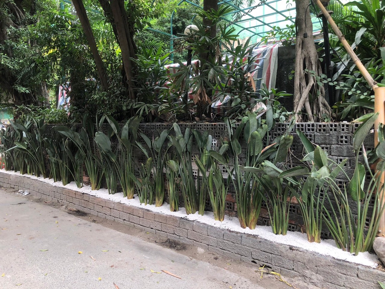 CHẬU HOA THIÊN ĐIỂU CÂY GIỐNG 30CM-40CM