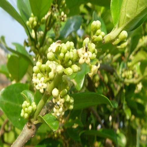 combo 3 cây thìa canh giống - 5670