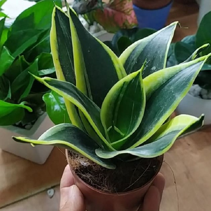 Cây Lưỡi hổ Thái * Cây Trồng Việt ^^