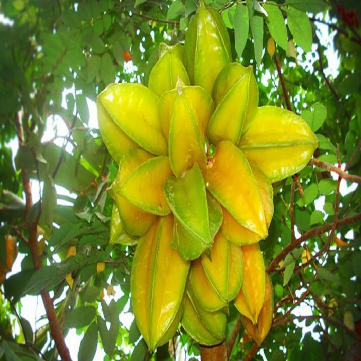 C&Acirc;Y GIỐNG KHẾ NGỌT SI&Ecirc;U QUẢ D&Ograve;NG QUẢ SỚM- CAM K&Ecirc;T GIỐNG CHUẨN F1