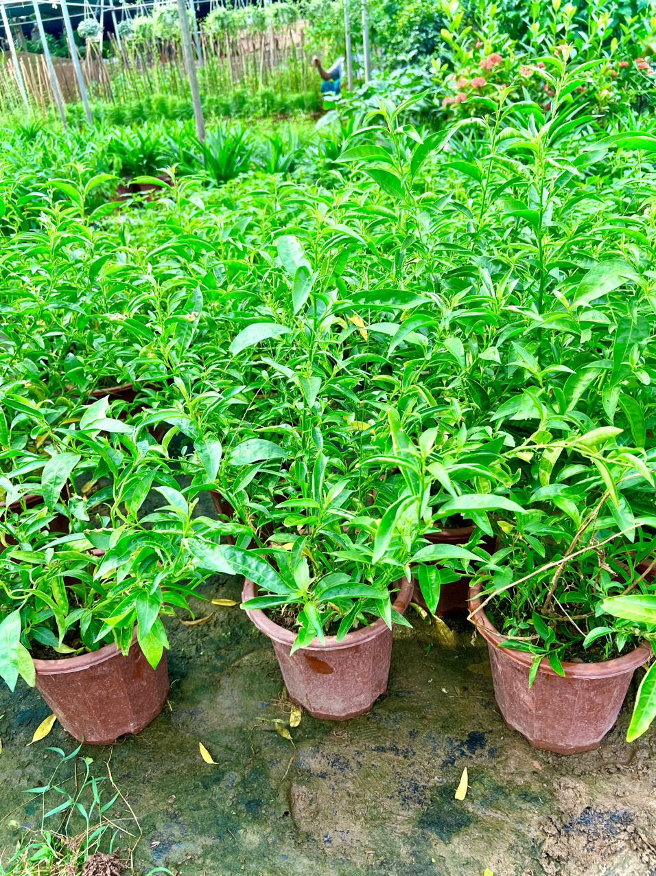 Cây dạ lý hương đang hoa thơm ngát