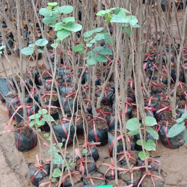 CÂY HOA HẠNH PHÚC - cây giống nhập khẩu